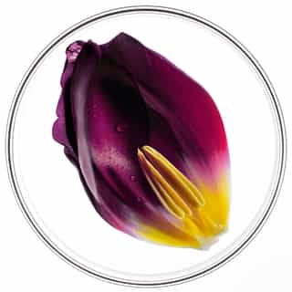 Phytocyane TRAITEMENT ANTICHUTE FEMME