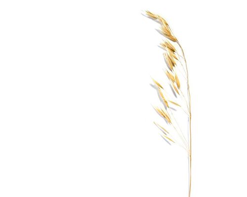 Le lait d’Avoine</strong>